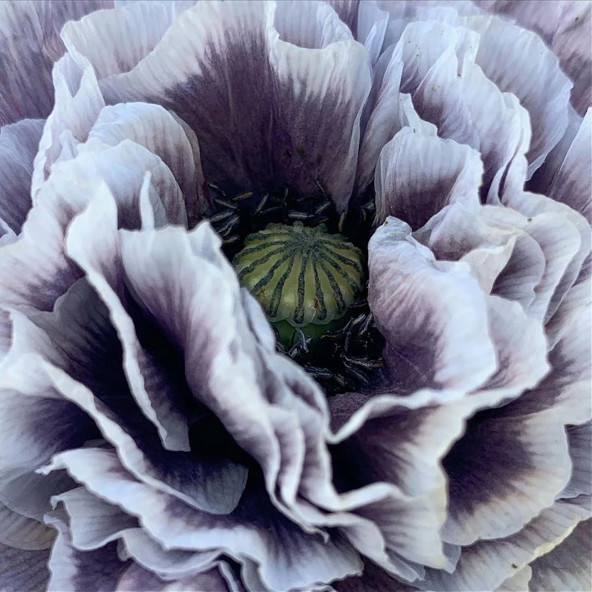 Piante & sementi: 300 Samen Mohn AMAZING GREY Seidenmohn – Nuovo (secondo la descrizione) da Ehrendingen venduto da VerveinaSamen 1