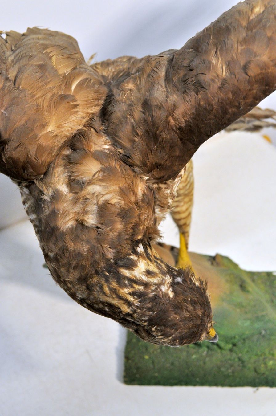 Welt der Tiere: Rapace naturalisé – Gebraucht aus Neuchâtel von Neuchatel 8