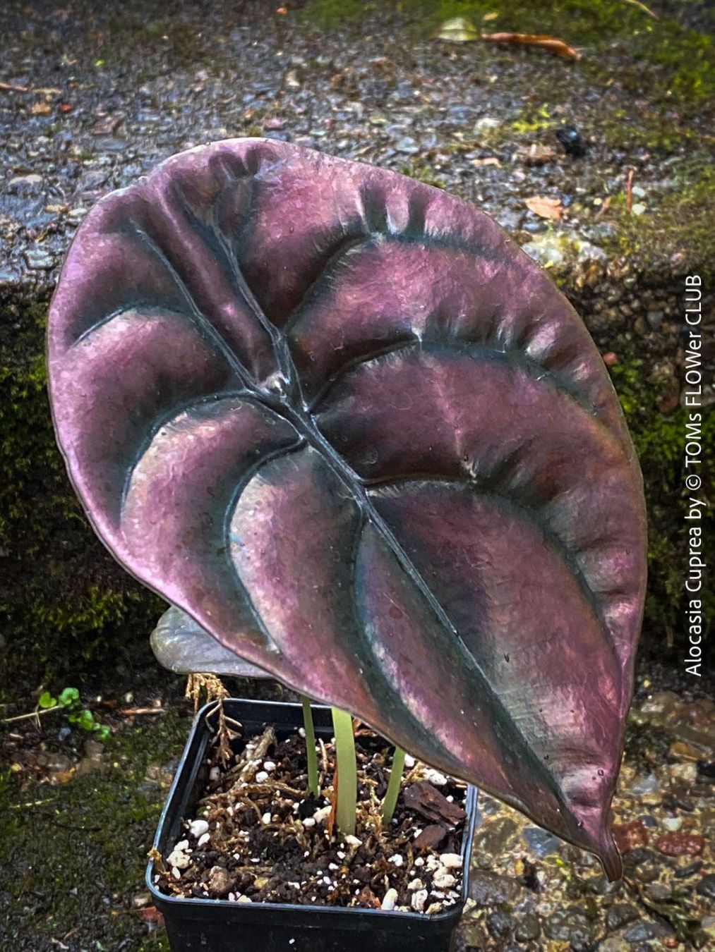 Piante & sementi: Alocasia Cuprea - rund 30x30cm - einzigartig schön, oder? – Nuovo e nell'imballaggio originale da Adliswil venduto da asTOMas963 3