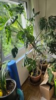 Grosse Monstera Topfpflanze, ca. 1.5m hoch, Sommer Angebot!