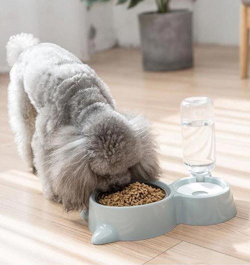 Teller: Katzen und Hundeteller – Neu und originalverpackt aus Liestal von OMAROSHOP 3