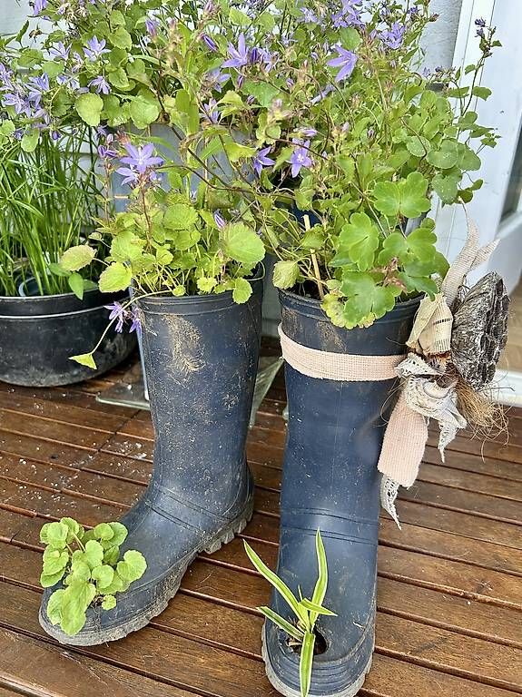 Scarpe da donna: Gummistiefel als Blumentopf  – Usato da Frauenfeld venduto da Irene.Schuppli 4