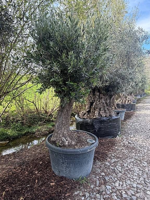 Piante & sementi: Olivenbaum "Olea Europea 21" – Usato da Zuckenriet venduto da Thur_Plant 3
