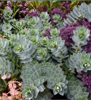 Myrtle Spurge Euphorbia  / Walzen-Wolfsmilch - Gelb