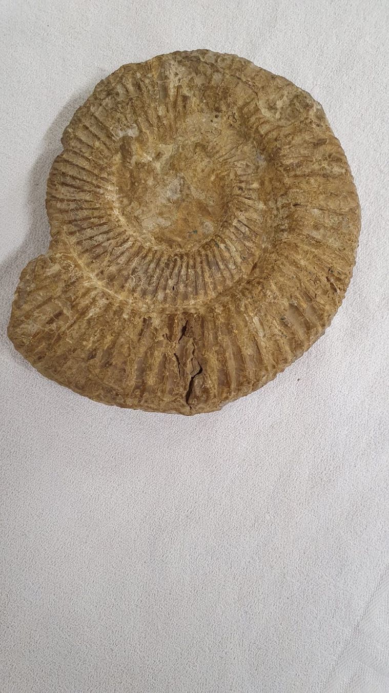 Fossilien: AMONIT – Gebraucht aus Dietikon von brocki-eyra 4