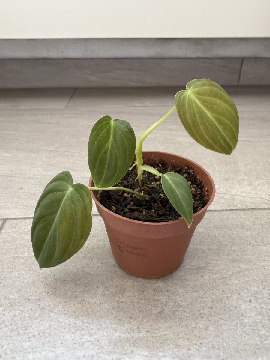 Piante & sementi: Philodendron Melanochrysum – Nuovo (secondo la descrizione) da Sugiez venduto da fabandy16 1