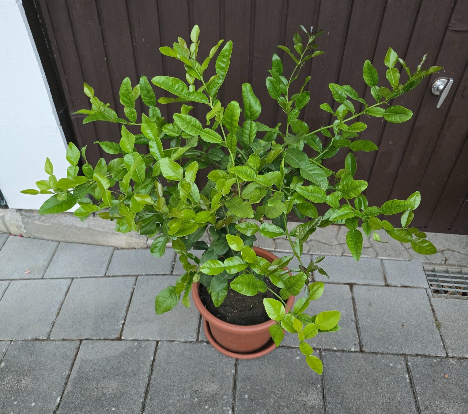 Piante & sementi: Schöne duftende Kaffir Limette – Usato da Aarburg venduto da popkorn65 2