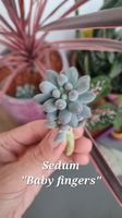 Verschiedene Sukkulenten Stecklinge 🌵🪷🌿