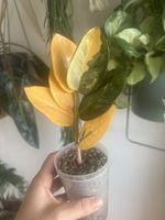 ZZ variegata Steckling