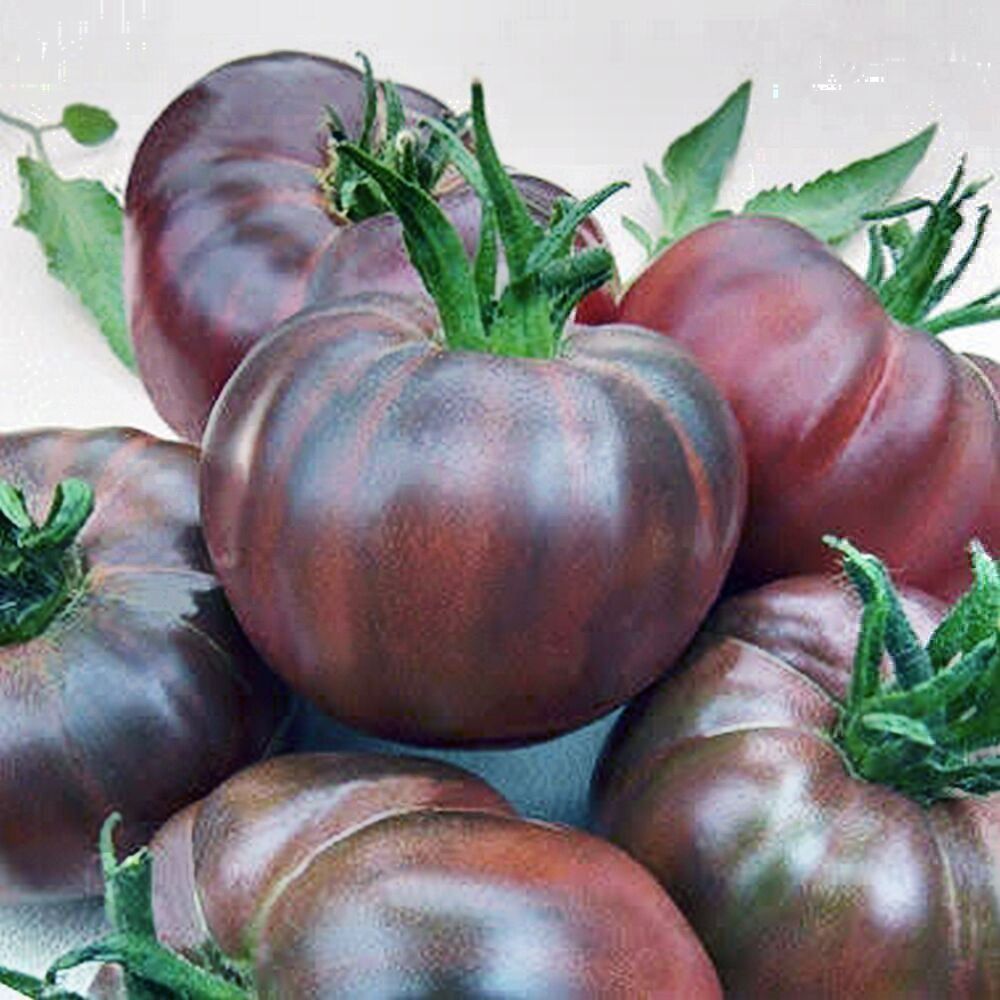 Piante & sementi: 50 Samen TOMATE BLACK RUSSIAN Alte Sorte – Nuovo (secondo la descrizione) da Ehrendingen venduto da VerveinaSamen 3