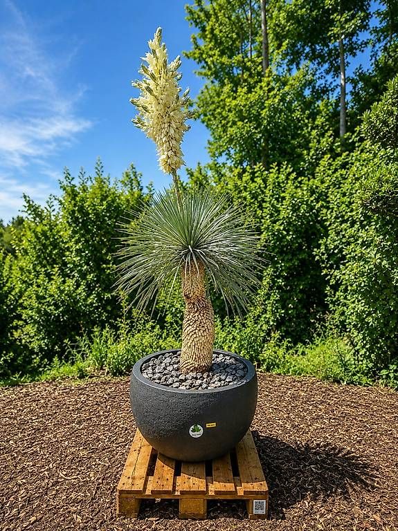 Plantes & graines: Yucca Rostrata Doppelstamm mit Topf – D'occasion à Zuckenriet par Thur_Plant 1
