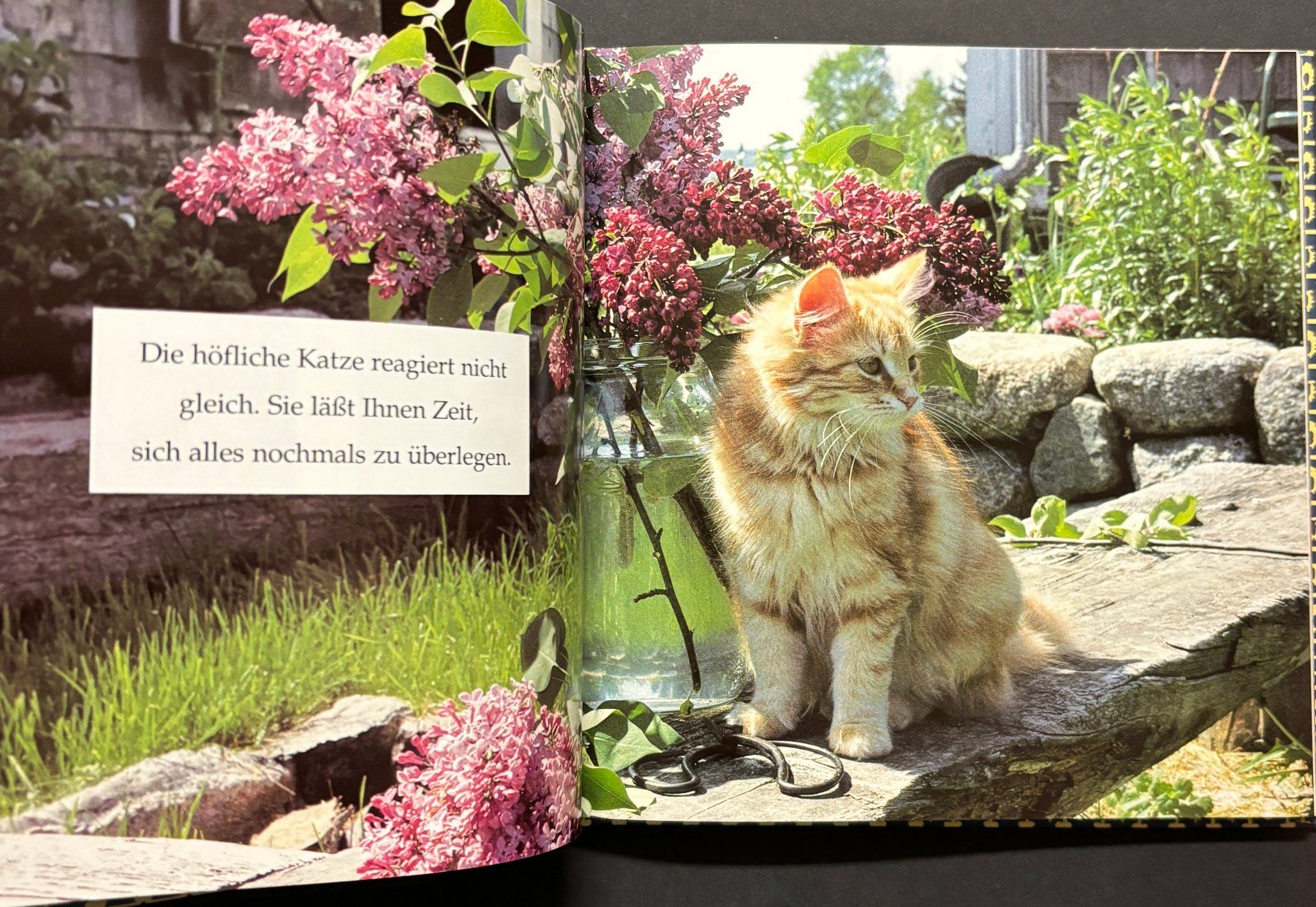 Libri: Katzen-Idylle – Nuovo (secondo la descrizione) da Sarnen venduto da Livres 4