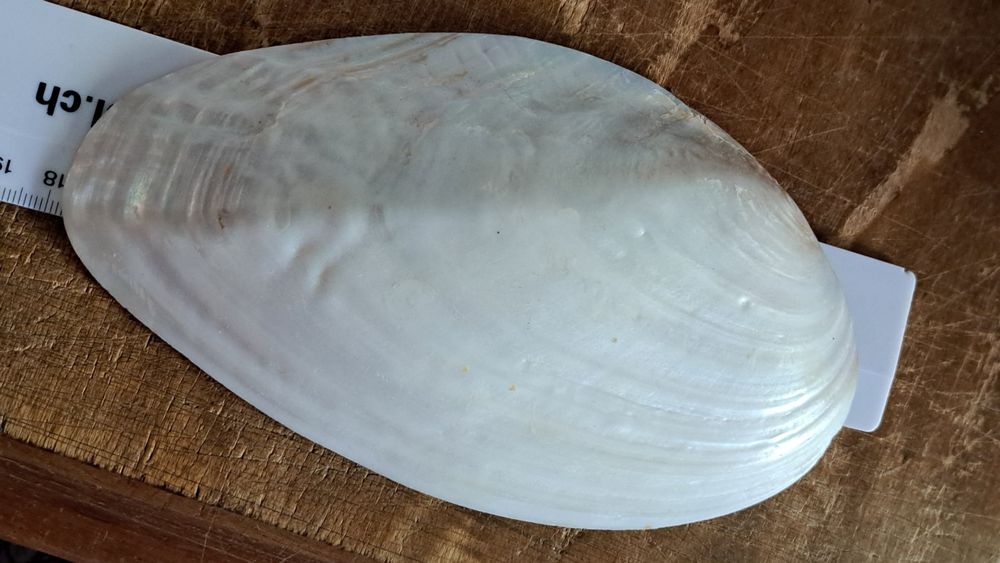 Muschelschale gross 18cm perlmuttig innen | Kaufen auf Ricardo