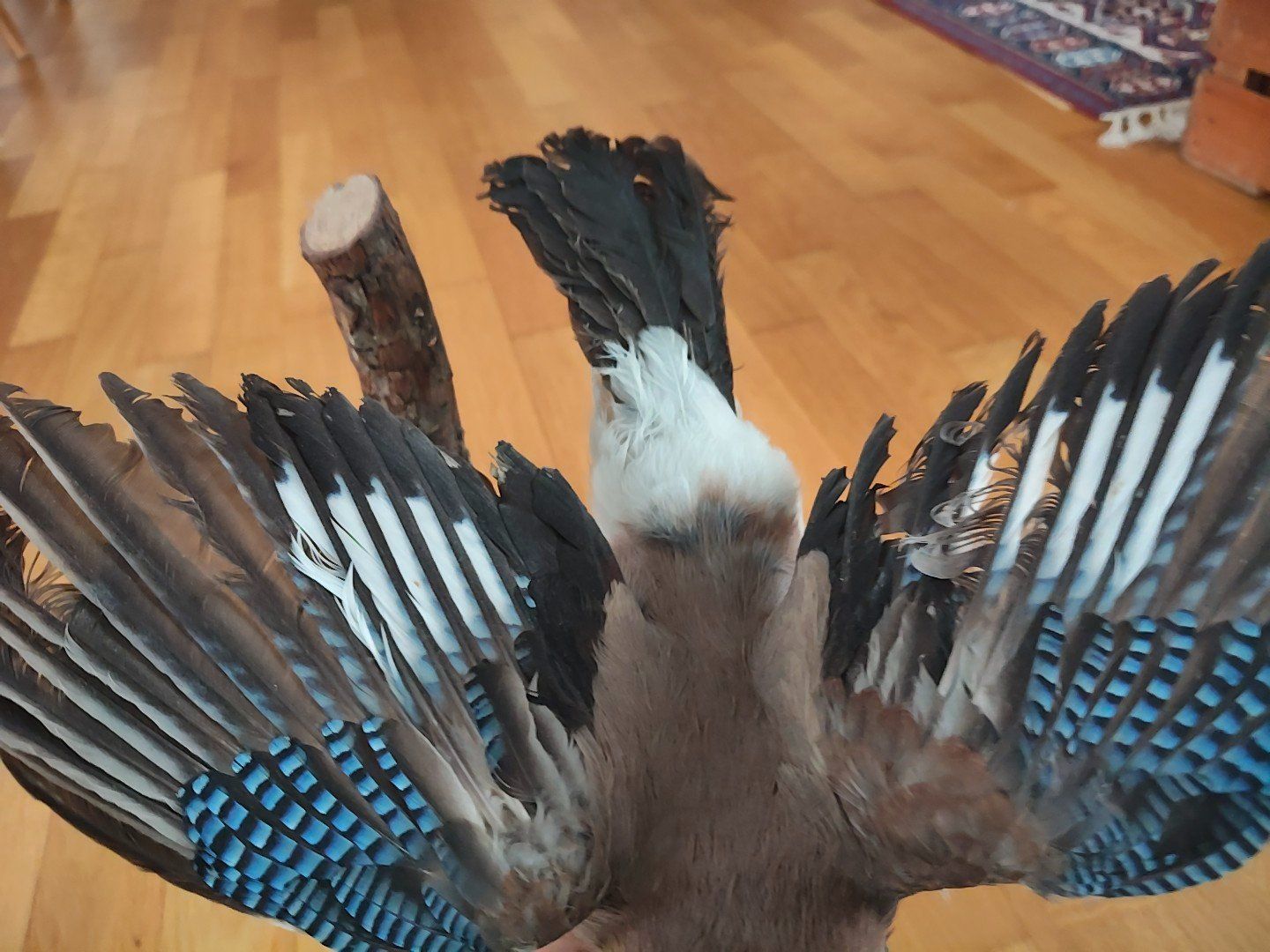 Il mondo degli animali: Vogelpräparat - Eichelhäher – Usato da Zug venduto da fio_gm7f 2