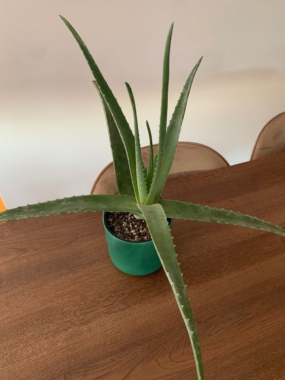 2er-Set Aloe & Sukkulenten-Töpfe – Keramik-Übertöpfe Mit Drainagelöchern, Lustiges Geschenk