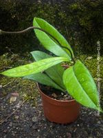 Hoya Crassipetiolata - was für ein Blatt-Muster