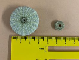 2x Seeigel Gehäuse,  hellgrün, Dekoration