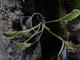 Hosta platinium tiara