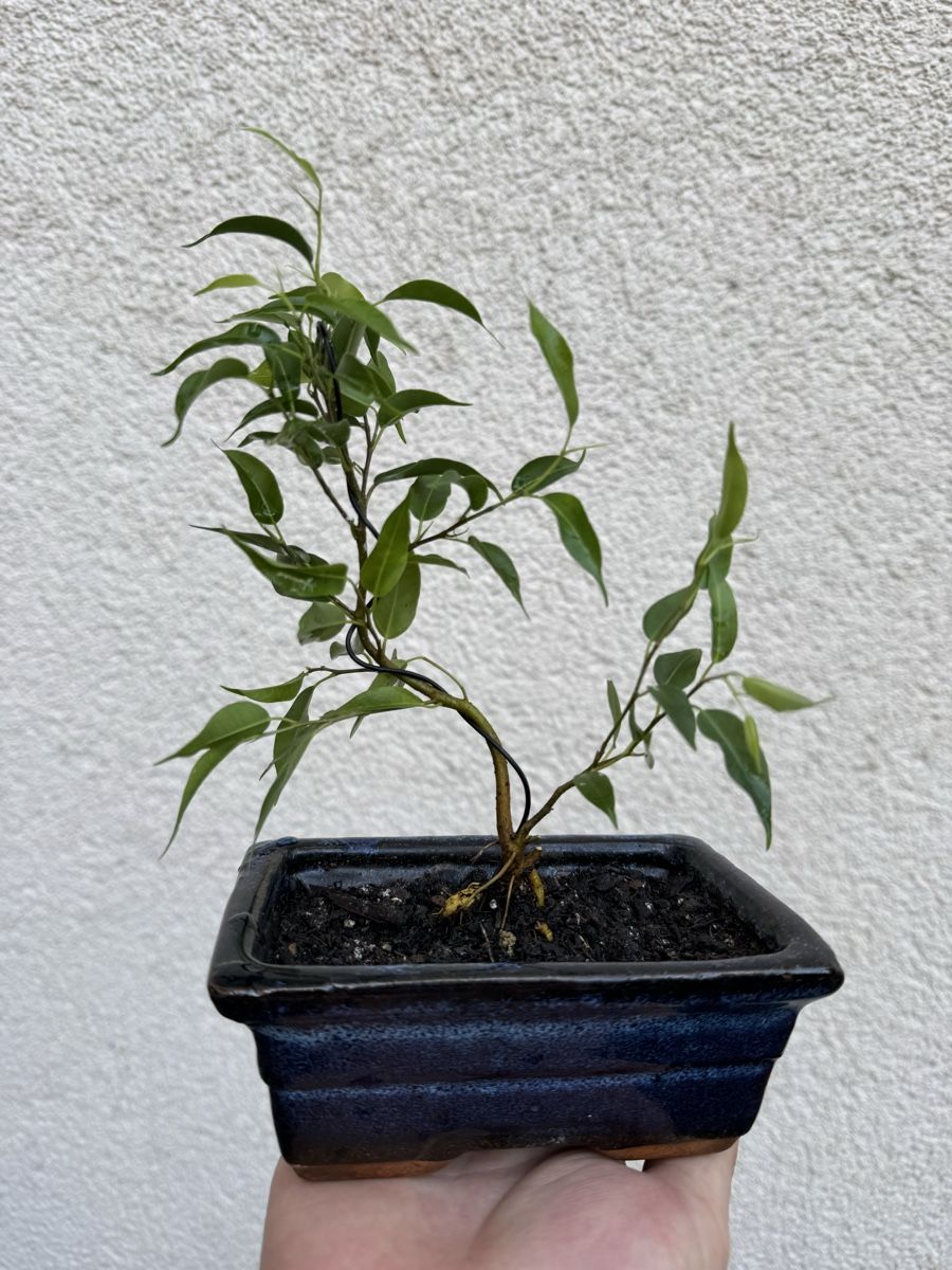 Piante & sementi: Kleiner Ficus Bonsai mit Topf. – Usato da Rümlang venduto da Gruseh.ch 2