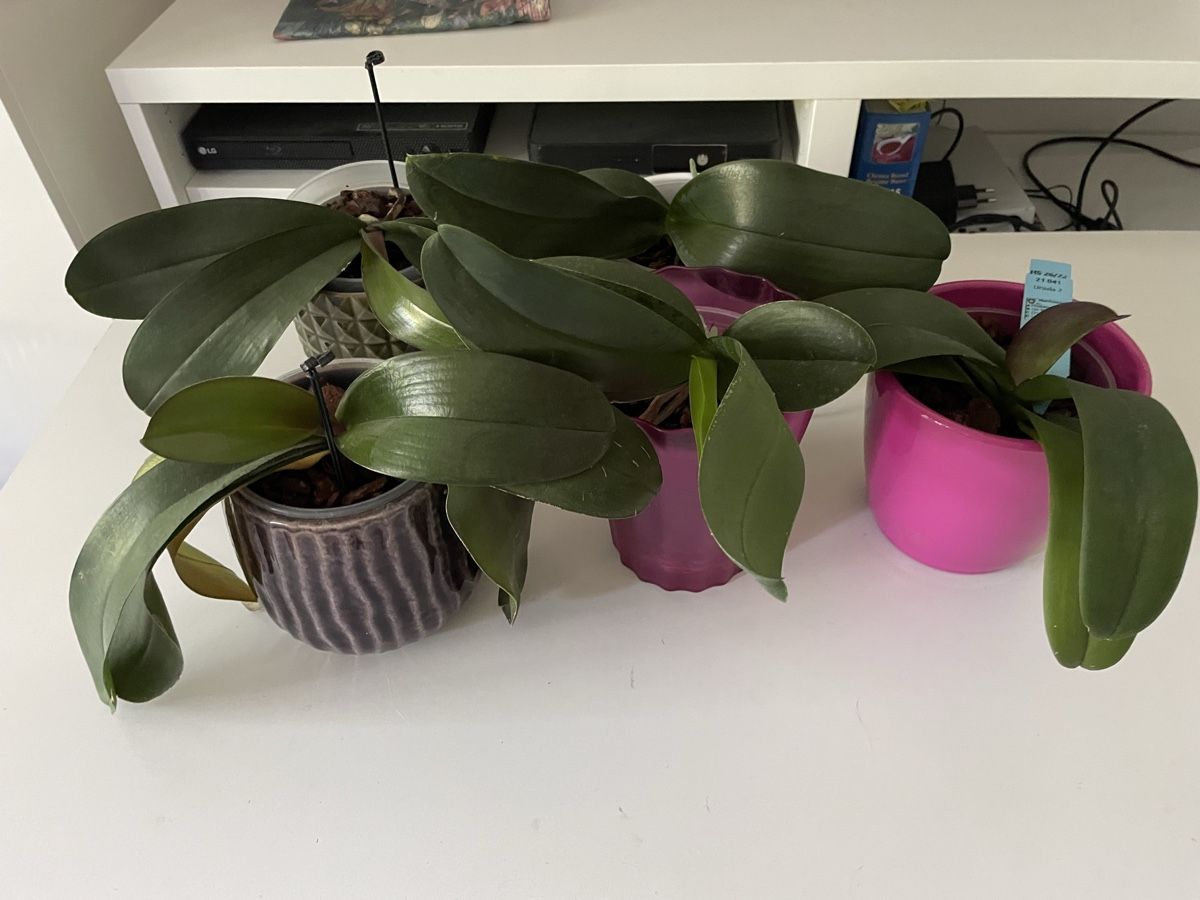 Plantes & graines: 5 Junge Orchideen Phalenopsis – Neuf (Voir description) à Bäretswil par Evamaria1 2