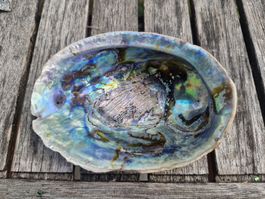 Abalone Muschel mit Perlmuttschimmer, 14cm, guter Zustand