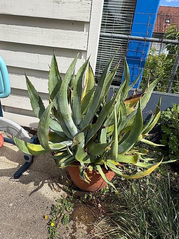 Piante & sementi: Riesige Agave – Usato da Zürich venduto da Ginia84