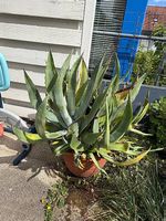 Riesige Agave