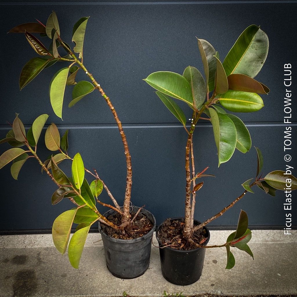 Piante & sementi: Ficus Elastica - satt grünes Gummi-Baum – Nuovo e nell'imballaggio originale da Adliswil venduto da astom369