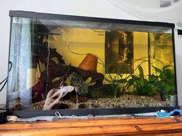 Aquarium voll Ausgestattet und Fische