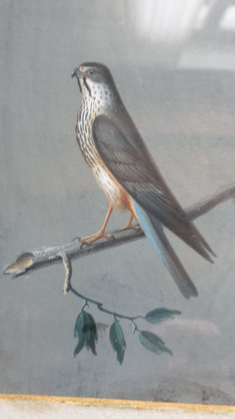 Dipinti: Greifvogel. – Usato da Goldach venduto da armando_r