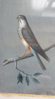 Greifvogel.