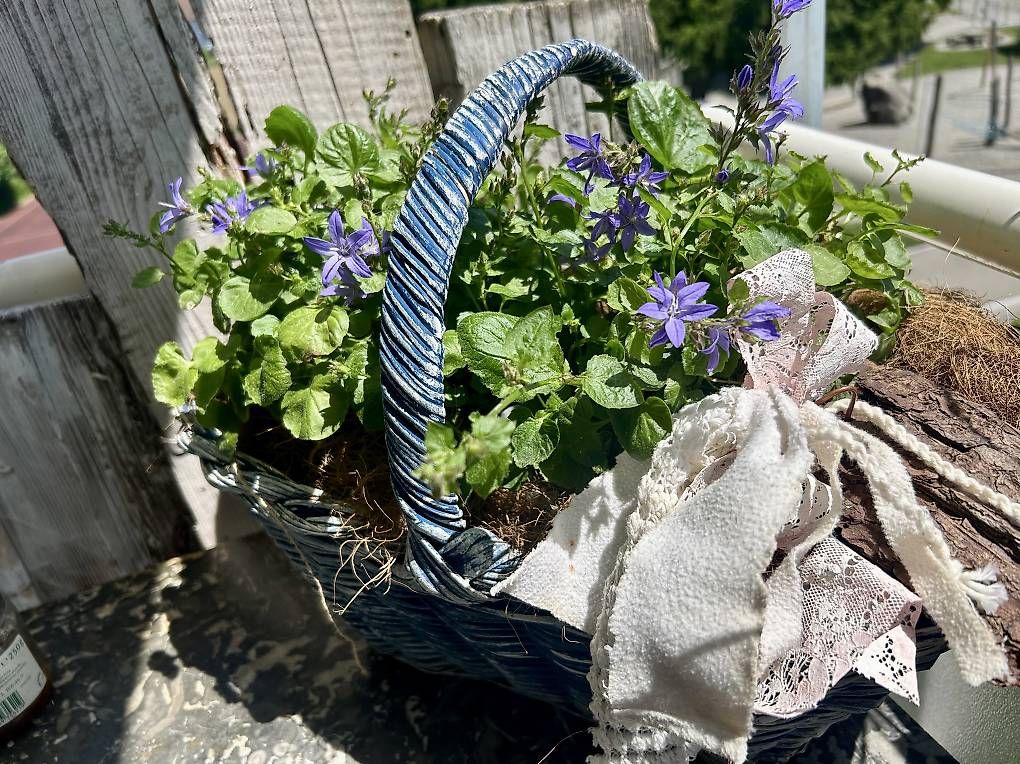 Plantes & graines: Glockenblumen im Korb  – D'occasion à Frauenfeld par Irene.Schuppli 3