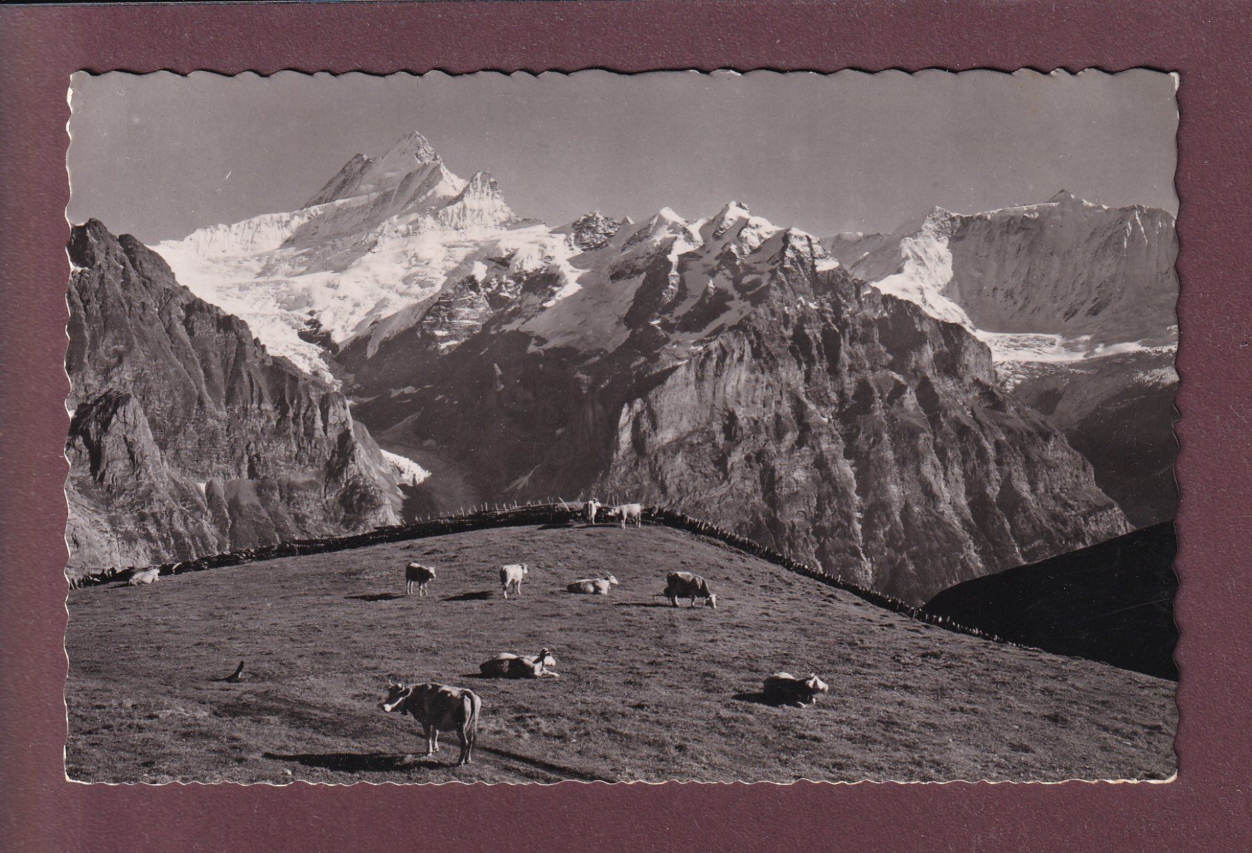 Cartoline postali: GRINDELWALD-FIRST - Kühe - 1953 – Usato da Pully venduto da nicecards