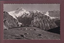 GRINDELWALD-FIRST - Kühe - 1953