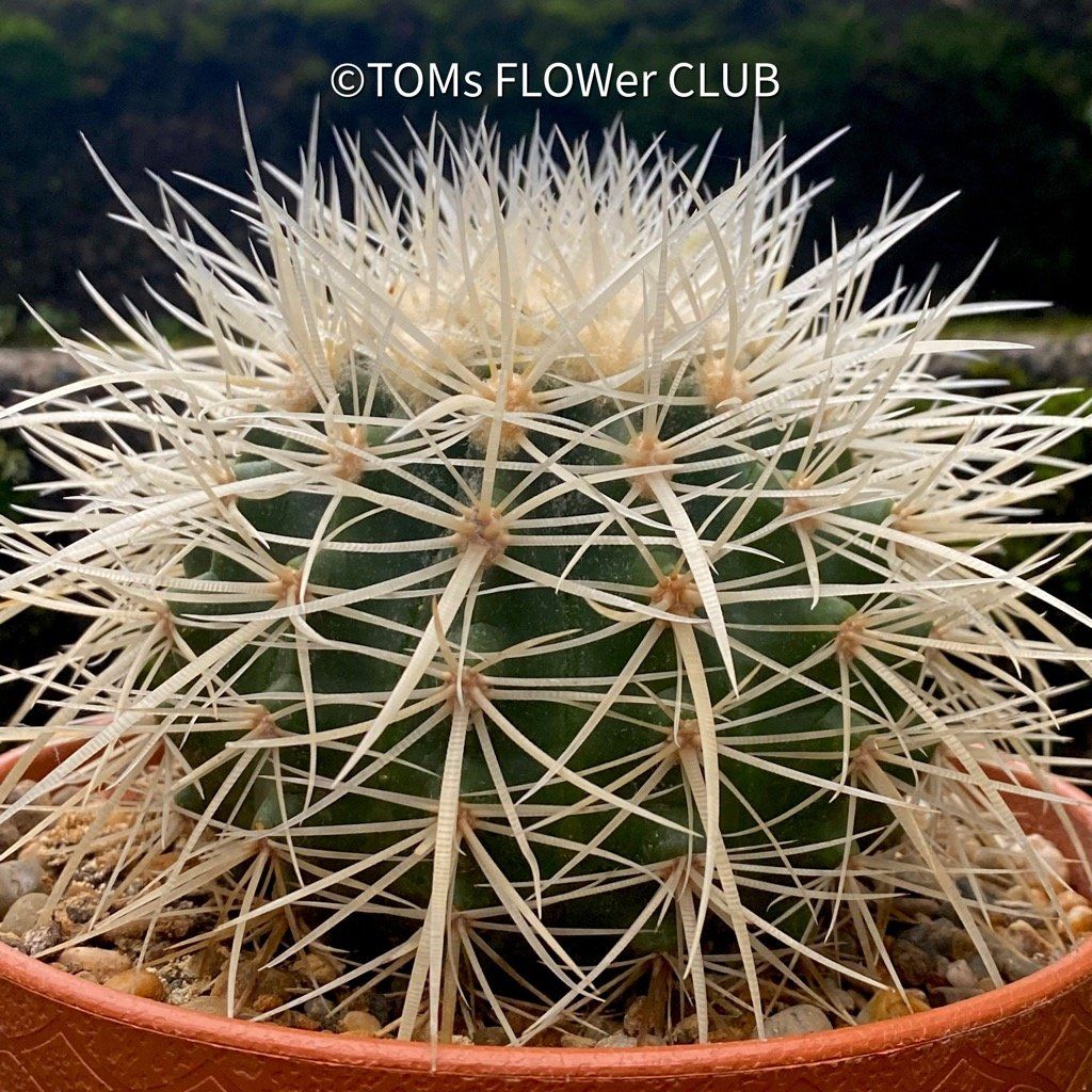 Piante & sementi: Echinocactus Grusonii Albispinus Ø15cm – Nuovo e nell'imballaggio originale da Adliswil venduto da asTOMas963 1