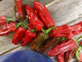 50  Friariello di Napoli Chili Samen Paprika