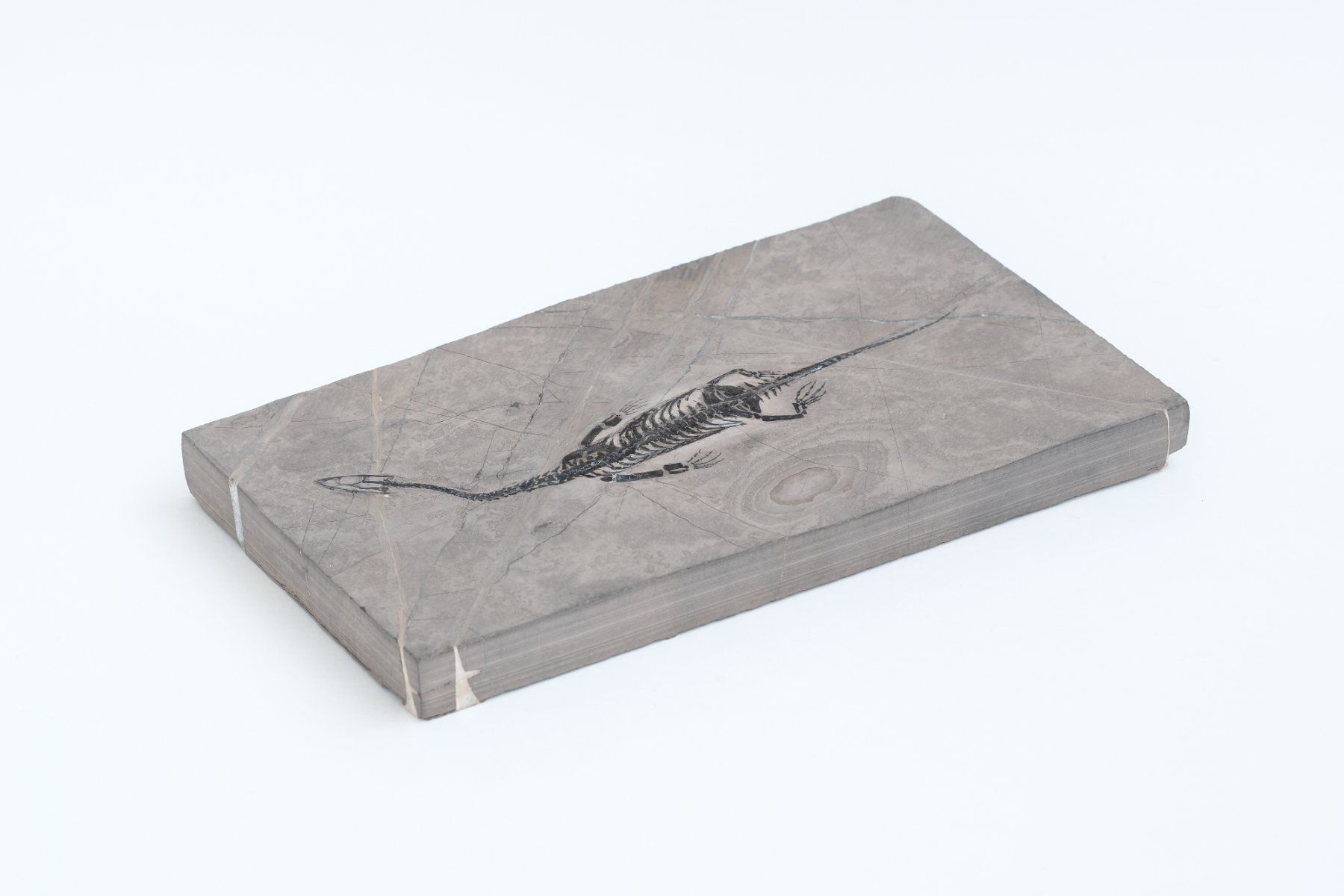 Fossili: 1A -Schwimmsaurier - Keichousaurus hui - Nothosaurus - China – Usato da Heiden venduto da mats10 4