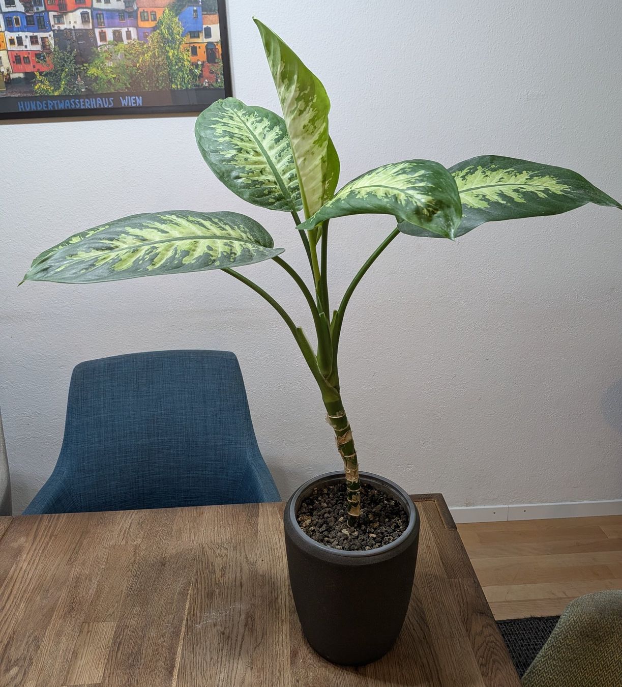 Piante & sementi: Dieffenbachia Zimmerpflanze – Usato da Bern venduto da Hydrom