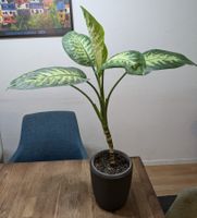 Dieffenbachia Zimmerpflanze