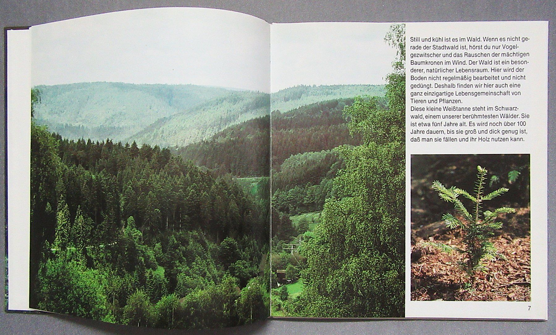 Libri: Der Tannenbaum - Kindersachbuch – Usato da Auenstein venduto da Padabimbim 2