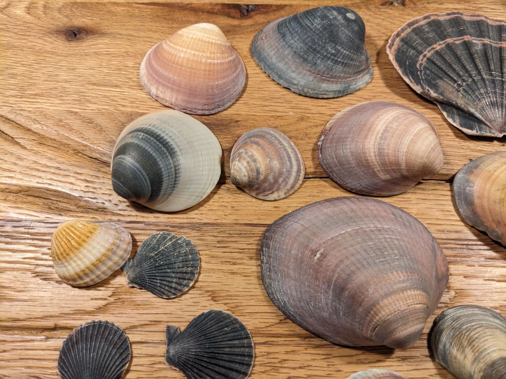 Tutte le decorazioni: Wunderschöne Muscheln, Deko oder Basteln – Usato da Basel venduto da labaffe01 6