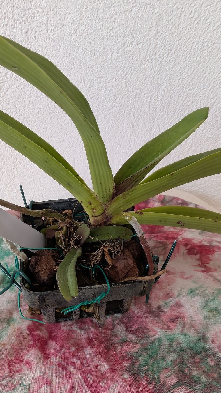 Piante & sementi: Rhynchostylis coelestis 'Chan Kra' Orchidee – Usato da Untervaz venduto da Lyraia 4