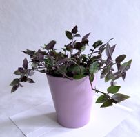 Tradescantia*Green Hill*****