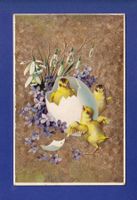 OISEAU - Poussins