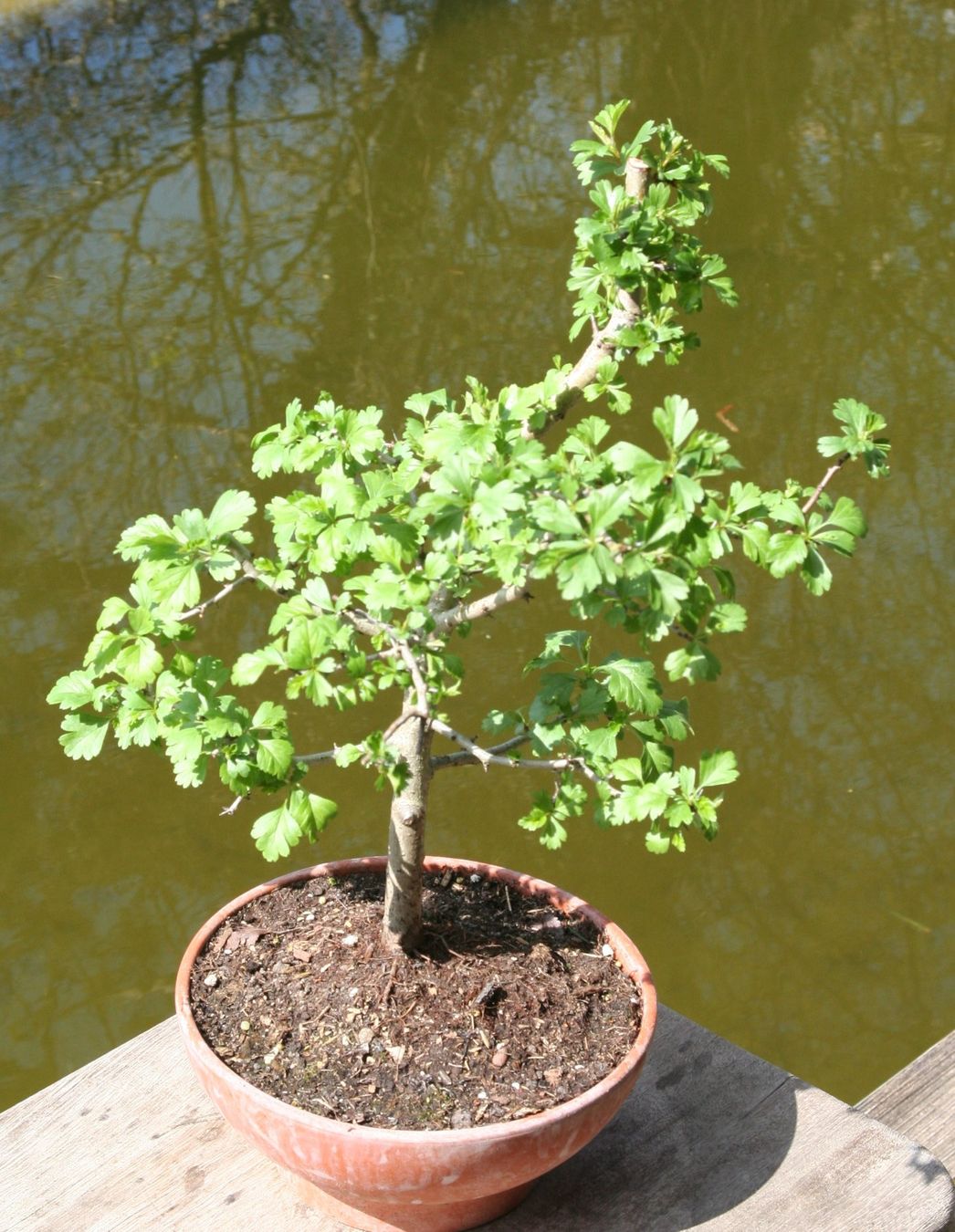 Pflanzen & Samen: BONSAI  -  Weissdorn – Gebraucht aus Gretzenbach von Sikim 2