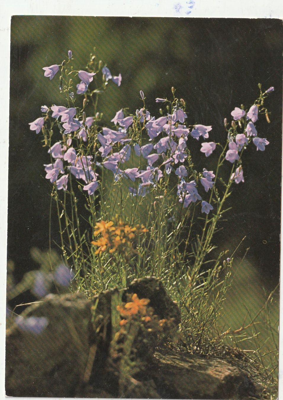 Cartes postales: Blumenkarte – D'occasion à Lumbrein par made02