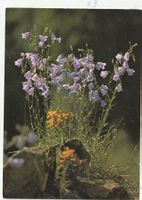 Blumenkarte