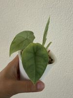 Alocasia Melo im SB-Topf