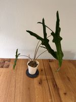 Alocasia Sabrina Narrow im SB-Topf