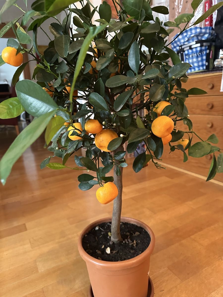 Pflanzen & Samen: Citrus Mandarinenbäumchen 85 cm – Gebraucht aus Bern von womiman 2